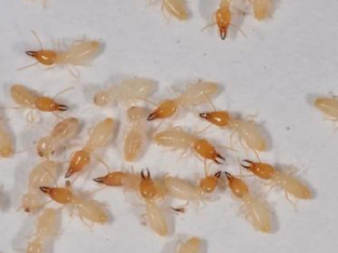 伦教灭治白蚁中心怎么预防天花板有白蚁危害