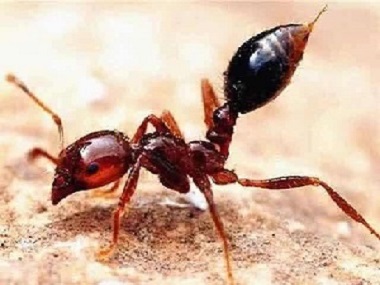 顺德白蚁预防公司发现红火蚁应该怎么处理