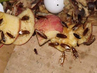 勒流杀虫灭鼠防治蟑螂的5个有效方法，让你远离蟑螂