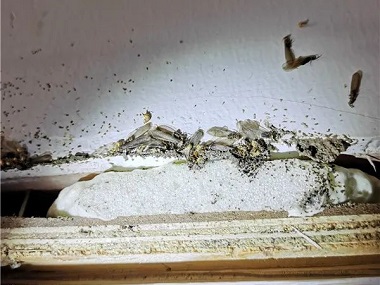 杏坛白蚁防治公司房屋装修白蚁预防有哪些重点部位