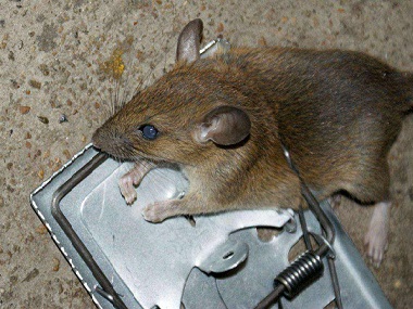 龙江专业灭鼠公司有什么方法可以赶走老鼠
