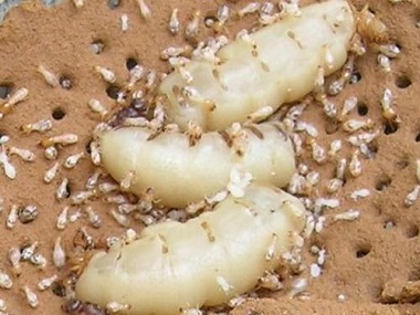 杏坛白蚁防治公司一定要做白蚁防治的原因