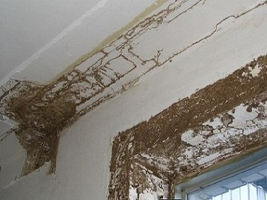 顺德白蚁防治公司有几种白蚁能入室危害家具地板