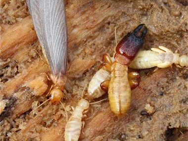 大良白蚁防治公司特别提示：千万不要对白蚁和蚁路喷杀虫药水！