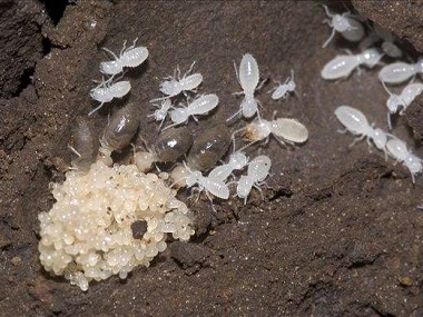 勒流预防白蚁中心室内防治白蚁的方法