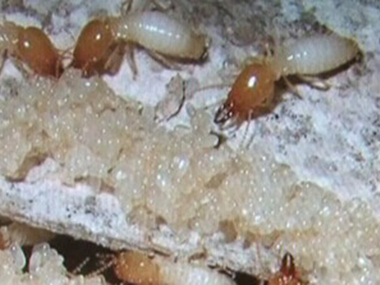 陈村验收白蚁备案站怎么控制白蚁的生存环境