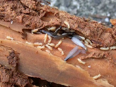勒流白蚁备案机构教你怎么有效预防桉树白蚁