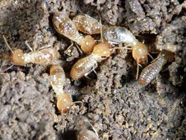 乐从白蚁灭治公司白蚁和蚂蚁一样吗？如何防治白蚁