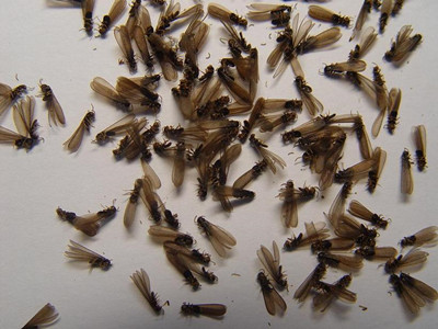 伦教白蚁防治中心怎么区分白蚁和蚂蚁繁衍蚁