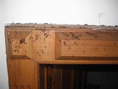 顺德房屋灭白蚁公司如何进行白蚁的防治