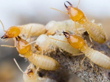 勒流白蚁预防机构居家生活如何精准灭杀白蚁