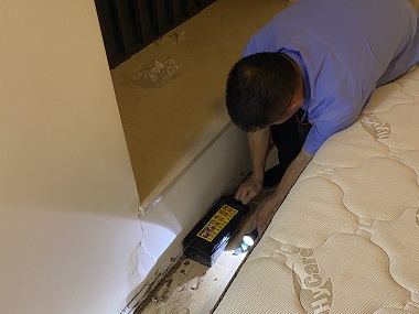 大良预防白蚁中心发现白蚁，该怎样处置？