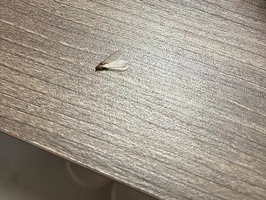 陈村验收白蚁公司有翅膀的不一定是蚂蚁