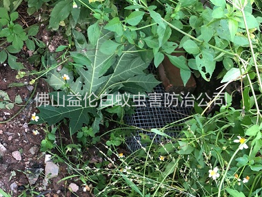 容桂住宅区处理蛇患工程