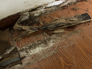 伦教白蚁备案站：白蚁的繁殖力和危害蔓延性