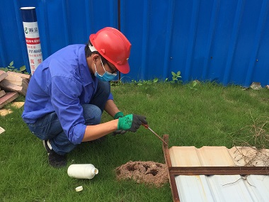 大良红火蚁防治中心识别防控户外常见的“红火蚁”