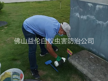 大良灭除红火蚁工程