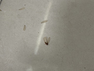 佛山白蚁预防机构飞白蚁具体长什么样？